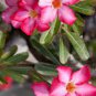 2 Pcs Desert Rose Adenium Seeds - Bonsai Series White Single Flowers with Rose Red Edge
