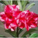 2 Pcs Desert Rose Adenium Seeds