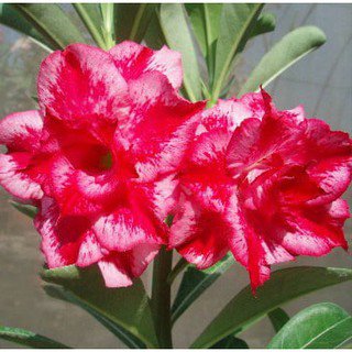 2 Pcs Desert Rose Adenium Seeds