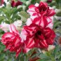 2 Pcs Desert Rose Adenium Seeds