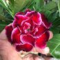 2 Pcs Desert Rose Adenium Seeds
