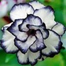 2 Pcs Desert Rose Adenium Seeds - Black White Single Petal Flowers
