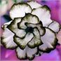 2 Pcs Desert Rose Adenium Seeds - Black White Single Petal Flowers