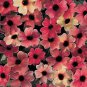 10 Pcs Susan Seeds - Rose Red Flowers with Black Eye