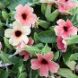 10 Pcs Susan Seeds - Rose Red Flowers with Black Eye