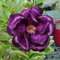 2 Pcs Desert Rose Adenium Seeds - Black Purple 4-Layer Flowers