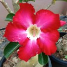 2 Pcs Desert Rose Adenium Seeds - Rose Red Single Petal Flowers 2 Pcs Desert Rose Adenium Seeds - Rose Red Single Petal Flowers