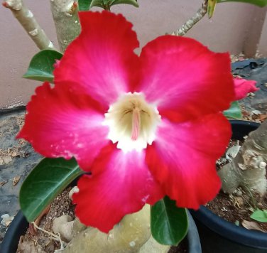 2 Pcs Desert Rose Adenium Seeds - Rose Red Single Petal Flowers
