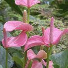 100 Pcs Anthurium Flower Seeds - Mixed Light Purple Black Red Pink Flowers