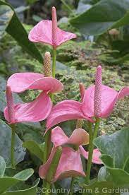100 Pcs Anthurium Flower Seeds - Mixed Light Purple Black Red Pink Flowers