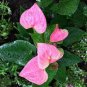 100 Pcs Anthurium Flower Seeds - Mixed Light Purple Black Red Pink Flowers