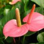100 Pcs Anthurium Flower Seeds - Mixed Light Purple Black Red Pink Flowers