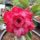 2 Pcs Desert Rose Adenium Seeds - 3-Layer Dark Red Flowers with White Edge