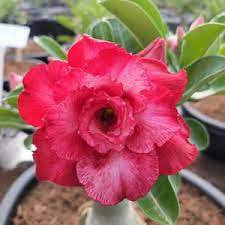 2 Pcs Desert Rose Adenium Seeds - 3-Layer Dark Red Flowers with White Edge