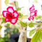 2 Pcs Desert Rose Seeds - Pink Serious Flowers