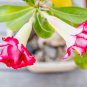 2 Pcs Desert Rose Seeds - Pink Serious Flowers