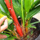 10 Pcs Lipstick Palm Cyrtostachys Renda Tree Seeds 10 Pcs Lipstick Palm Cyrtostachys Renda Tree Seeds