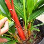 10 Pcs Lipstick Palm Cyrtostachys Renda Tree Seeds
