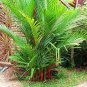 10 Pcs Lipstick Palm Cyrtostachys Renda Tree Seeds