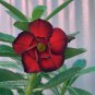 2 Pcs Desert Rose Seeds - Bright Dark Red Double Flowers