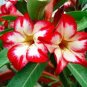 1 Pcs Desert Rose Seed - White & Red Bi-Color Single Petals