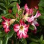 1 Pcs Desert Rose Seed - White & Red Bi-Color Single Petals
