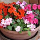 100 Pcs Impatiens walleriana Hook Seeds Mixed Busy Lizzy Flowers 100 Pcs Impatiens walleriana Hook Seeds Mixed Busy Lizzy Flowers