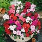 100 Pcs Impatiens walleriana Hook Seeds Mixed Busy Lizzy Flowers