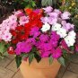 100 Pcs Impatiens walleriana Hook Seeds Mixed Busy Lizzy Flowers