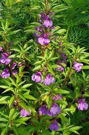 50 Pcs Impatiens balsamina Seeds Light Purple Double Lilac Flowers