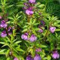 50 Pcs Impatiens balsamina Seeds Light Purple Double Lilac Flowers