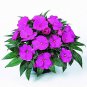 50 Pcs Impatiens balsamina Seeds Light Purple Double Lilac Flowers