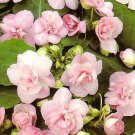 50 Pcs Impatiens balsamina Seeds Light Pink Double Flowers 50 Pcs Impatiens balsamina Seeds Light Pink Double Flowers