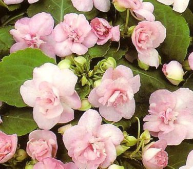 50 Pcs Impatiens balsamina Seeds Light Pink Double Flowers