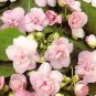 50 Pcs Impatiens balsamina Seeds Light Pink Double Flowers