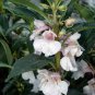 50 Pcs Impatiens balsamina Seeds Light Pink Double Flowers