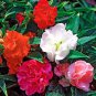 50 Pcs Impatiens balsamina Seeds Mixed Colors Single Petals