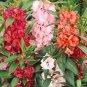 50 Pcs Impatiens balsamina Seeds Mixed Colors Single Petals
