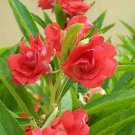 50 Pcs Impatiens balsamina Seeds Rose Red Double Flowers