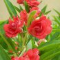 50 Pcs Impatiens balsamina Seeds Rose Red Double Flowers