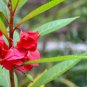 50 Pcs Impatiens balsamina Seeds Rose Red Double Flowers