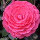 50 Pcs Camellia impatiens Seeds Purple Double Flowers