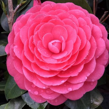 50 Pcs Camellia impatiens Seeds Purple Double Flowers