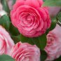 50 Pcs Camellia impatiens Seeds Purple Double Flowers