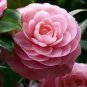 50 Pcs Camellia impatiens Seeds Purple Double Flowers