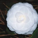 50 Pcs Camellia impatiens Seeds White Double Flowers