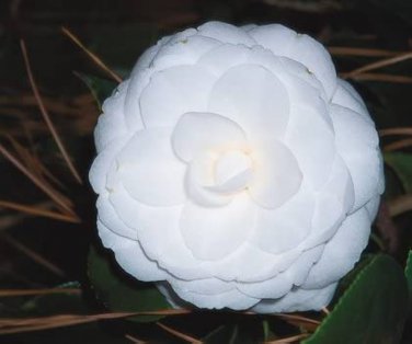 50 Pcs Camellia impatiens Seeds White Double Flowers