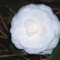 50 Pcs Camellia impatiens Seeds White Double Flowers