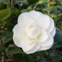 50 Pcs Camellia impatiens Seeds White Double Flowers
