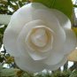 50 Pcs Camellia impatiens Seeds White Double Flowers